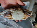 舟山梭子蟹鮮活特大野生大螃蟹新鮮冷凍海鮮水產(chǎn)海蟹飛蟹白蟹順豐 3-5兩/只【3斤 當(dāng)季船供】 曬單實(shí)拍圖