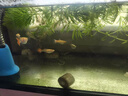 寵小俠孔雀魚(yú)活魚(yú)觀(guān)賞魚(yú)純種小型熱帶魚(yú)活體淡水好養耐活魚(yú)苗觀(guān)賞魚(yú)小魚(yú) 雜袍孔雀魚(yú)25條【20送5備損】 曬單實(shí)拍圖
