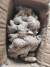 京鮮生云南羅平小黃姜帶泥姜新鮮蔬菜生姜特惠1.8斤源頭直發(fā) 曬單實拍圖