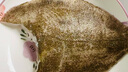 其他品牌冰鮮大多寶魚(yú)1條（原重600g起） 曬單實(shí)拍圖