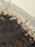 WhitePeak果木炭燒烤木炭燒烤碳家用蘋(píng)果木炭煮茶用室內烤肉碳原木炭5斤 曬單實(shí)拍圖
