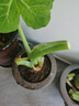 植果緣象耳芋大野芋大型綠植客廳陽(yáng)臺(tái)大葉盆栽庭院超大葉植物現(xiàn)挖現(xiàn)發(fā) 象耳芋15-17cm直徑一顆 裸根不帶土 曬單實(shí)拍圖