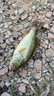 探路蜂頭燈釣魚(yú)夜釣感應超長(cháng)續航頭戴式帽夾燈趕海頭燈強光超亮充電戶(hù)外 曬單實(shí)拍圖