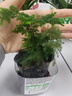 文竹盆栽綠植花卉盆景植物室內客廳水培文松云竹文竹大苗四季常青 文竹【1顆】原盆原土球發(fā)貨 高度15-25cm 曬單實(shí)拍圖