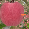 籬原紅甘肅慶城縣高原水果新鮮脆甜爽口多汁慶陽(yáng)紅富士蘋(píng)果水晶富士蘋(píng)果 75-80mm中果24枚凈果10斤 曬單實(shí)拍圖