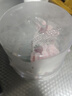 元祖（GANSO）6號春莓慕斯蛋糕500g 生日蛋糕同城配送當日送達動(dòng)物奶油蛋糕 曬單實(shí)拍圖