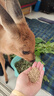 新型鹿專(zhuān)用飼料麋鹿梅花鹿飼料糧食顆粒飼料熟化顆粒易吸收營(yíng)養全 鹿精料50斤 曬單實(shí)拍圖