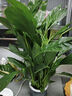 【熱銷(xiāo)款】白掌一帆風(fēng)順盆栽水培植物室內花綠植紅掌發(fā)財樹(shù)吸甲醛 特級白掌帶花+繁星自吸盆 曬單實(shí)拍圖