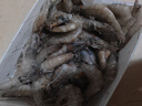 鮮享純【青島蝦】超大蝦新鮮大蝦冷凍鮮活青島大蝦批發(fā)整箱基圍蝦青蝦 15-17厘米鮮蝦速凍 3斤(凈重) 曬單實(shí)拍圖
