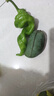 壹萌果蔬金煌芒芒果 當季現摘廣西大芒果新鮮水果青皮芒果整箱送禮 5斤超精品果【單果150g+】 凈4.5斤 曬單實(shí)拍圖