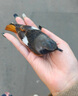 北尾紅鴝鳥食成鳥幼鳥吃的飼料全階段高蛋白營(yíng)養(yǎng)全面鴝類鳥專用糧 1袋裝【北尾紅鴝鳥吃不?！?曬單實(shí)拍圖