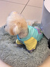 MIKI PAD寵物狗狗衣服中小型犬春秋薄款衛衣貓咪衣服雪納瑞比熊兩腳衣連帽 多巴胺撞色衛衣【帶牽引扣】 L胸圍47cm（參考體重9-13斤） 曬單實(shí)拍圖