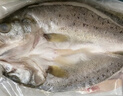 仙泉湖三去白蕉海鱸魚1斤/條凈膛冷凍刺少肉厚珠海特產(chǎn)500g生鮮中秋食材 曬單實拍圖