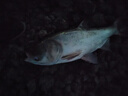 舟三公舟三公二代烽火鰱鳙餌料浮釣鰱鳙酸臭魚(yú)餌手竿專(zhuān)用大胖頭白鰱花鰱 烽火鰱II代450g酸臭*5包 曬單實(shí)拍圖
