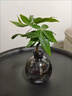OEMG恭喜發(fā)財水培植物發(fā)財樹辦公室內(nèi)客廳桌面花卉盆栽凈化綠植 一棵奇趣發(fā)財樹(無瓶） 曬單實拍圖