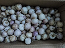 2025紫皮獨頭蒜干蒜當(dāng)季新鮮新蒜大蒜頭蔬菜糖醋腌制產(chǎn)地直發(fā)批發(fā) 5斤【約180-230個】源頭直采包郵 曬單實拍圖