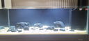 森森（SUNSUN）原生態(tài)野采溪流缸魚缸 2024新款客廳超白造景底濾魚缸 野采溪流1.2米超白底濾47寬升級(jí)燈控 納米灰 曬單實(shí)拍圖