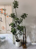 愛(ài)優(yōu)尚鋁絲造型鴨腳木客廳大盆栽辦公室內鴨掌木八方來(lái)財源頭直發(fā) 曬單實(shí)拍圖