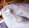 三都港 冷凍東海銀鯧魚(yú)凈重450g/3條裝 平魚(yú) 海魚(yú)生鮮魚(yú)類(lèi) 中秋 曬單實(shí)拍圖