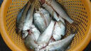 誘魚(yú)燈水下聚魚(yú)燈黑坑野釣超聲波探魚(yú)器通殺釣魚(yú)神器夜釣燈釣魚(yú)燈 單個(gè)裝【 三秒聚攏】 曬單實(shí)拍圖