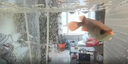 金龍魚活魚龍魚幼苗印尼辣椒紅龍魚或觀賞魚純血紅龍撿漏魚 一公一母（盲盒發(fā)貨） 曬單實(shí)拍圖