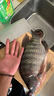 川澤子線雙鉤狼牙魚鉤競技黑坑防纏繞魚鉤綁好套裝釣魚鉤成品全套漁具 競技狼牙【細條】鉤8;線1.0-1.2 20付成品套裝 曬單實拍圖