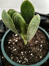 邇英閣大葉玉樹老樁盆栽多肉植物燕子掌室內(nèi)防輻射四季好養(yǎng)綠植凈 玉樹1年小苗一棵5-10CM不等 原土（不含盆）15-25CM不等 曬單實拍圖