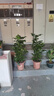 幸福樹(shù)客廳盆栽大型綠植辦公室內(nèi)好養(yǎng)植物大老樁平安樹(shù)四季吸甲醛 叢生幸福樹(shù)60-70厘米+原盆 曬單實(shí)拍圖