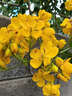 月季村黃金梅決明子黃槐花盆栽蛇滅門(mén)陽(yáng)臺庭院花卉 6年苗 源頭直發(fā) 曬單實(shí)拍圖
