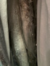 鮮享歡帶魚(yú) 海釣特級大帶魚(yú)整條帶魚(yú)整箱刀魚(yú) 生鮮魚(yú)類(lèi)春節年貨禮盒 6斤裝（1-1.3斤/條） 帶魚(yú) 曬單實(shí)拍圖