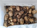 土地母親計(jì)劃 雅江松茸菌未開(kāi)傘新鮮松茸鮮菌菇冷鏈空運(yùn)現(xiàn)貨快至24H達(dá)團(tuán)購(gòu)送禮 出口級(jí)未開(kāi)傘 5-5.8cm 凈重500g 曬單實(shí)拍圖