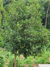 美菱（MeiLing）茶吧機(jī)家用飲水機(jī)遙控智能【雙溫雙顯雙出水口】下置水桶立式泡茶機(jī)冷熱款MY-C919-B 曬單實(shí)拍圖