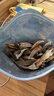 春江月香酥小黃魚250g原味小魚干黃花魚仔青島海味即食烤魚片休閑零食 曬單實拍圖