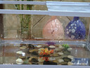 闊庭（KUOTING） 魚(yú)缸懶人魚(yú)缸家用客廳辦公室金魚(yú)缸過(guò)濾魚(yú)缸藍色款 曬單實(shí)拍圖