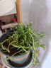 重瓣混色太陽花苗帶根盆栽苗四季開花陽臺(tái)大花植物帶花苞室內(nèi)庭院 混色重瓣帶根：【16顆】可開6-15色+花肥 曬單實(shí)拍圖