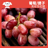 京鮮生 福安巨峰葡萄 2斤裝 生鮮水果 應(yīng)季易掉粒 曬單實(shí)拍圖