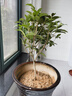 桂花樹苗桂花苗盆栽金桂四季桂室內外濃香型陽臺花卉綠植庭院盆景植物 四季金桂【四季開花濃香】 4年苗【開花多】 曬單實拍圖