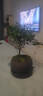 八芽 小葉赤楠盆景擺件室內(nèi)綠植花卉盆栽老樁客廳辦公室桌面好養(yǎng)植物 （【熱銷款】舍得紫砂盆赤楠+苔蘚+底座） 曬單實(shí)拍圖