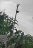 太陽能監(jiān)控?cái)z像頭4G高清夜視千鳥物聯(lián)無電無網(wǎng)360無死角手機(jī)遠(yuǎn)程 雙太陽板三畫面（贈(zèng)送5年流量） 曬單實(shí)拍圖