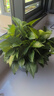 雙盟綠蘿盆栽除甲醛花卉綠植辦公室新房?jì)艋諝?80加侖2盆裝源頭直發(fā) 曬單實(shí)拍圖