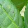 聽雪樓三桿發(fā)財樹盆栽桌面綠植擺件室內(nèi)辦公室客廳植物新房花卉 三桿發(fā)財樹+招財進寶盆【冰裂藍釉】 含（吊牌+陶粒） 曬單實拍圖