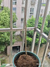 庭院紫藤樹(shù)苗別墅花卉紫藤花老樁爬藤植物風(fēng)景樹(shù)門(mén)前大樹(shù)開(kāi)花盆栽 紫藤小苗1顆 曬單實(shí)拍圖
