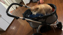 DO DO PET寵物推車(chē)中小型犬柯基邊牧狗狗貓咪外出代步手推車(chē)一鍵折疊遛狗車(chē) 灰色【一體式折疊】舒適大空間 建議狗狗30斤內，貓咪2-4只 曬單實(shí)拍圖