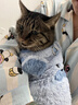 JCZS德國品牌貓咪衣服豬耳朵秋冬季加厚保暖可愛(ài)背心金漸層布偶幼貓狗 冬款藍色小狗 XS碼胸30背20(2斤內) 曬單實(shí)拍圖