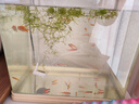 寵小俠小型熱帶魚(yú)斑馬魚(yú)燈科魚(yú)魚(yú)苗活體觀賞魚(yú)淡水好養(yǎng)耐活寶蓮燈孔雀魚(yú) 今日特惠混色斑馬30條 限時(shí)優(yōu)惠 曬單實(shí)拍圖