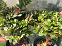 杜鵑花四季開花杜鵑盆栽杜鵑花苗陽臺客廳帶花苞懶人花卉 1盆【原土原盆】 曬單實拍圖
