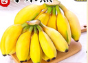 三萌果蔬廣西小米蕉【青蕉發(fā)貨收到需催熟】芭蕉新鮮水果香甜粉糯現(xiàn)摘現(xiàn)發(fā) 5斤精選果【香甜軟糯】凈4.5斤 曬單實(shí)拍圖