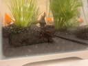 悠梵萌火山石5斤魚(yú)缸鋪底水族造景養魚(yú)過(guò)濾石綠植營(yíng)養土天然鋪面石 曬單實(shí)拍圖
