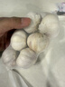 大蒜頭出口品質(zhì)網(wǎng)兜紫蒜蔬菜調料新鮮大果燒烤火鍋食材 【精品網(wǎng)兜裝】6頭裝 0.46g 曬單實(shí)拍圖