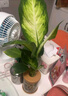 花點(diǎn)時(shí)間（Reflower）水培植物辦公室桌面切枝花卉盆栽室內(nèi)客廳高級(jí)綠植 【四件套B】袖珍椰子+瑪麗安+金鉆+鴨腳木(含瓶） 曬單實(shí)拍圖